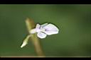 豹紋竹芋-花04.jpg