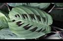 豹紋竹芋-葉.jpg