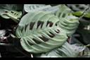 豹紋竹芋-葉02.jpg