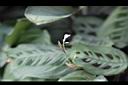 豹紋竹芋08.jpg
