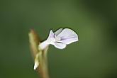 豹紋竹芋-花06.jpg