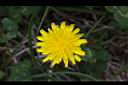 貓兒菊-花04.jpg