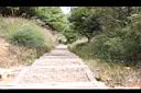 貓兒菊01.jpg