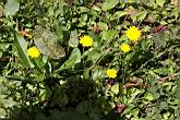 貓兒菊19.jpg