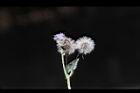 貓腥菊-花實08.JPG