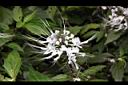 貓鬚草-花06.JPG