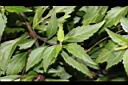 貓鬚草-葉10.JPG