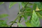 貓鬚草-枝01.jpg