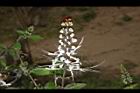 貓鬚草-花08.JPG