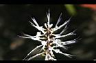 貓鬚草-花12.jpg