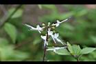 貓鬚草-花25.jpg
