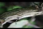 貓鬚草-莖03.jpg
