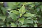 貓鬚草-葉05.jpg