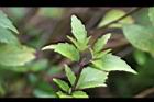 貓鬚草-葉07.jpg