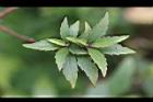 貓鬚草-葉08.jpg
