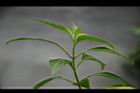 貓鬚草21.jpg