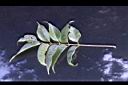 賊仔樹-葉正1.jpg