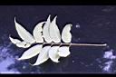 賊仔樹-葉背0.jpg