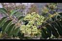 賊仔樹-雌花.jpg