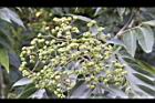 賊仔樹-青實06.JPG