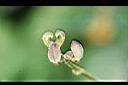 賽芻豆-花9.jpg