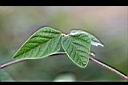賽芻豆-葉1.jpg