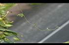賽芻豆-莖2.jpg