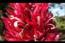 赤苞花-花05.JPG