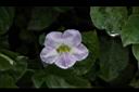 赤道櫻草-花08.JPG