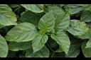 赤道櫻草-葉02.JPG