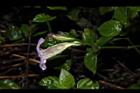赤道櫻草-花03.JPG
