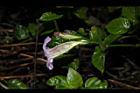 赤道櫻草-花04.JPG