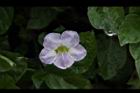赤道櫻草-花09.JPG