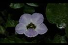 赤道櫻草-花17.JPG