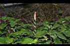 赤道櫻草-花苞00.JPG