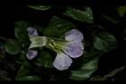 赤道櫻草-花蕊03.JPG