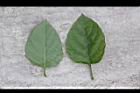赤道櫻草-葉05.JPG