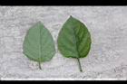 赤道櫻草-葉07.JPG