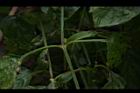 赤道櫻草-葉序02.JPG