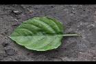 赤道櫻草-葉正01.JPG
