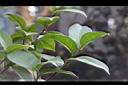 越南油茶-葉01.JPG