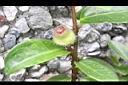 越橘葉蔓榕-實6.jpg