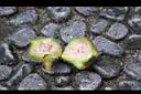 越橘葉蔓榕-種子1.jpg