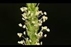 車前草-雄花08.JPG