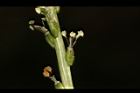 車前草-雄花11.JPG