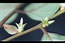 軟毛柿-花01.jpg