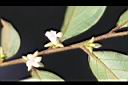 軟毛柿-花05.jpg