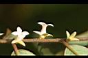軟毛柿-花08.jpg