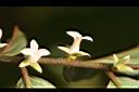 軟毛柿-花12.jpg