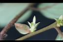 軟毛柿-花13.jpg